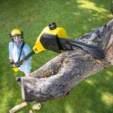 Trusted Center Point, TX Tree Services Experts