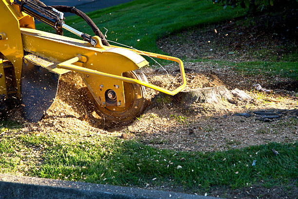 How Our Tree Care Process Works  in  Center Point, TX